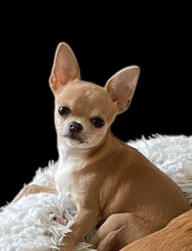 Chihuahua Puppies breeder image 7