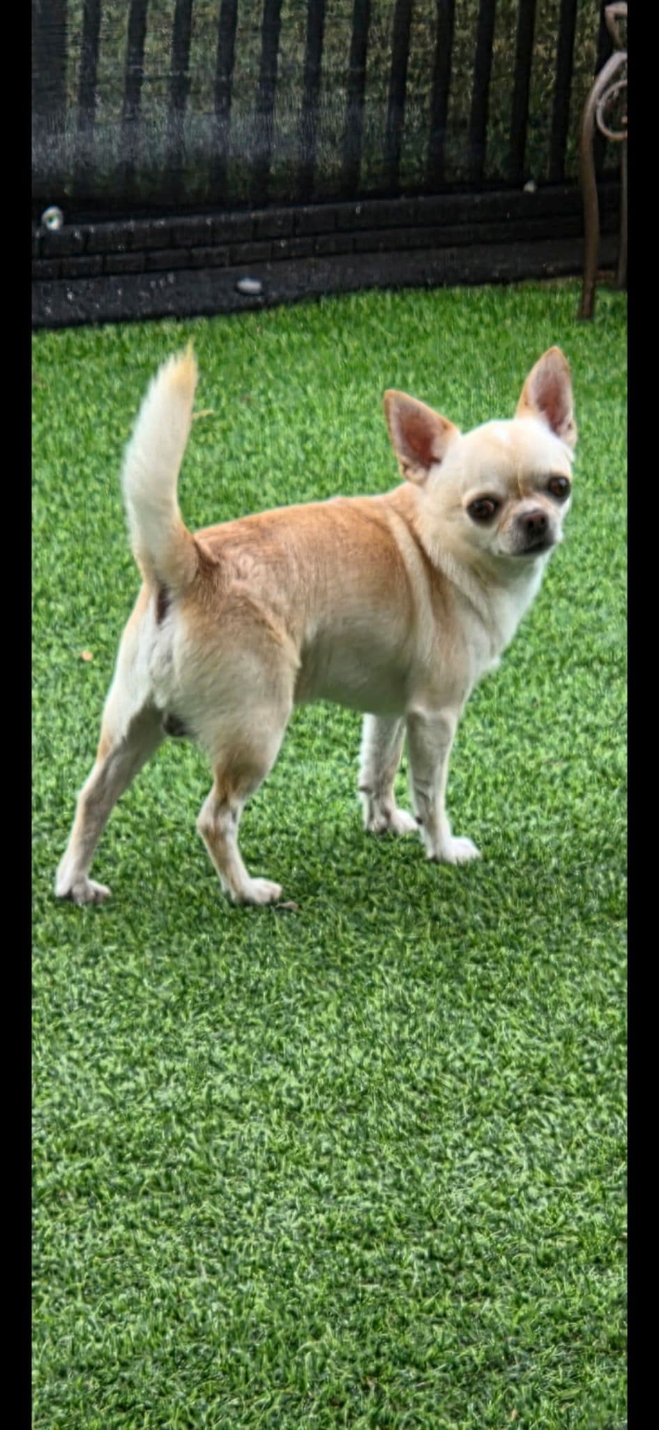 Chihuahua Puppies breeder image 8