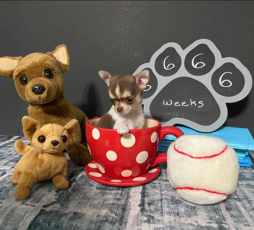 Chihuahua Puppies breeder image 9
