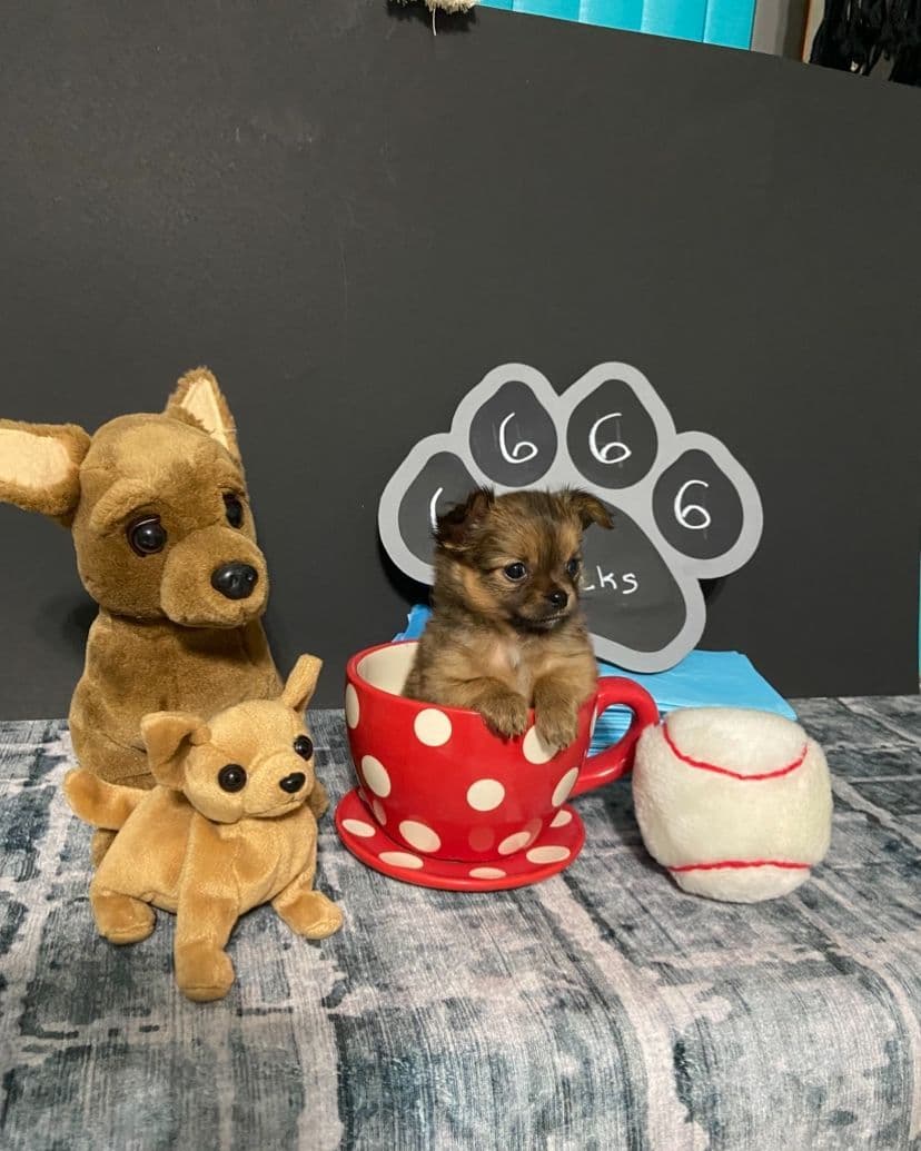 Chihuahua Puppies breeder image 11