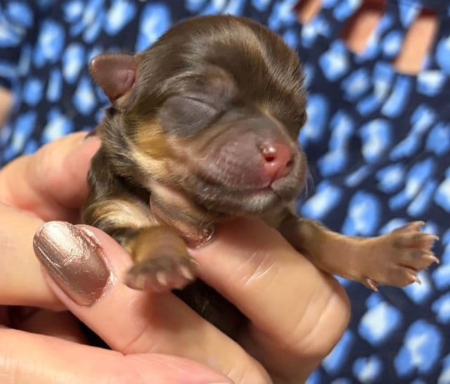 Chihuahua Puppies media 2