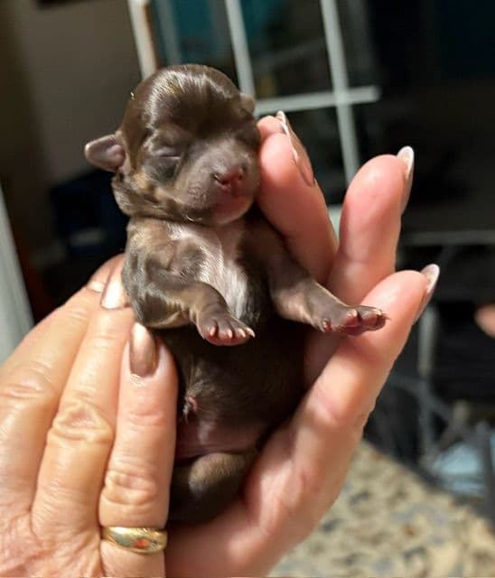 Chihuahua Puppies media 3