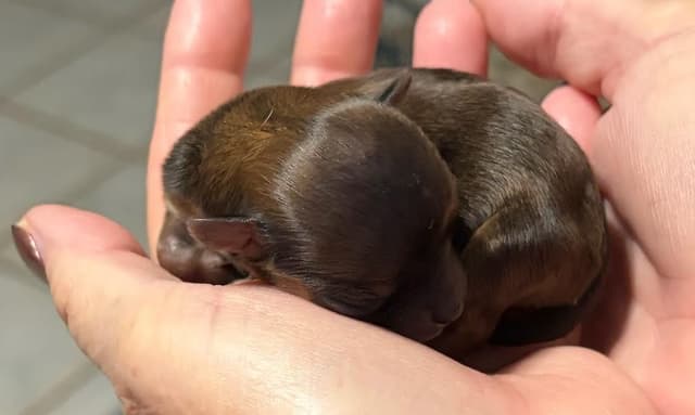 Chihuahua Puppies media 4