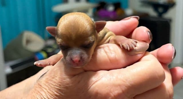 Chihuahua Puppies media 5