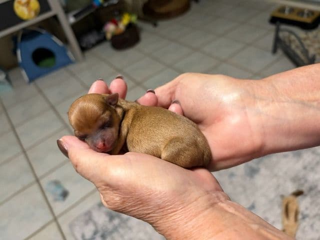 Chihuahua Puppies media 6