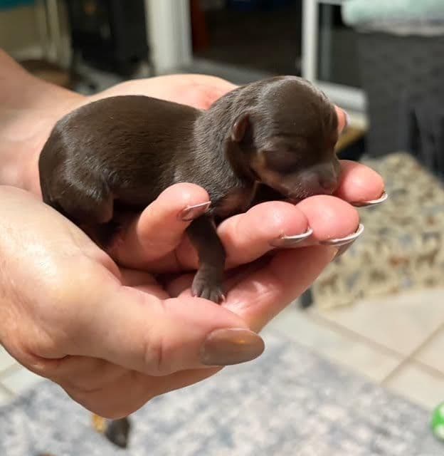 Chihuahua Puppies media 7