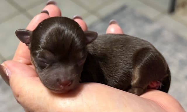 Chihuahua Puppies media 8