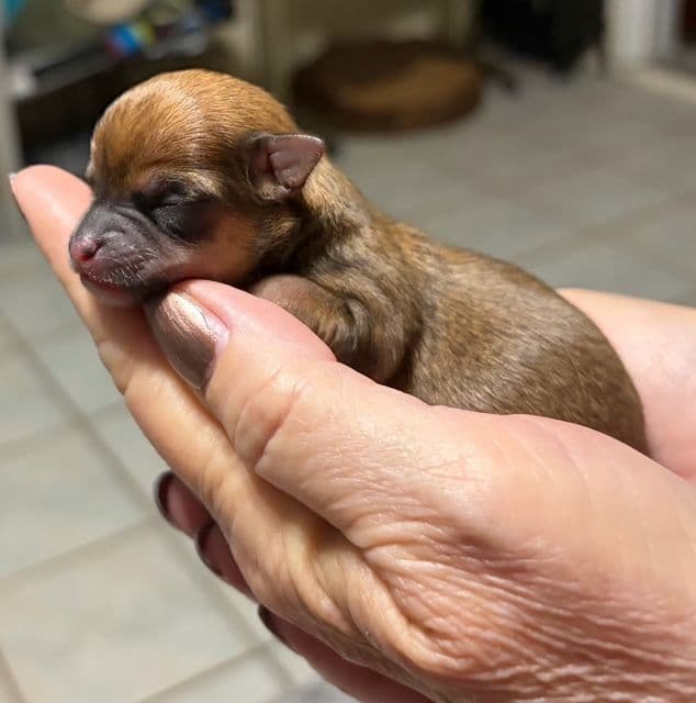 Chihuahua Puppies media 9