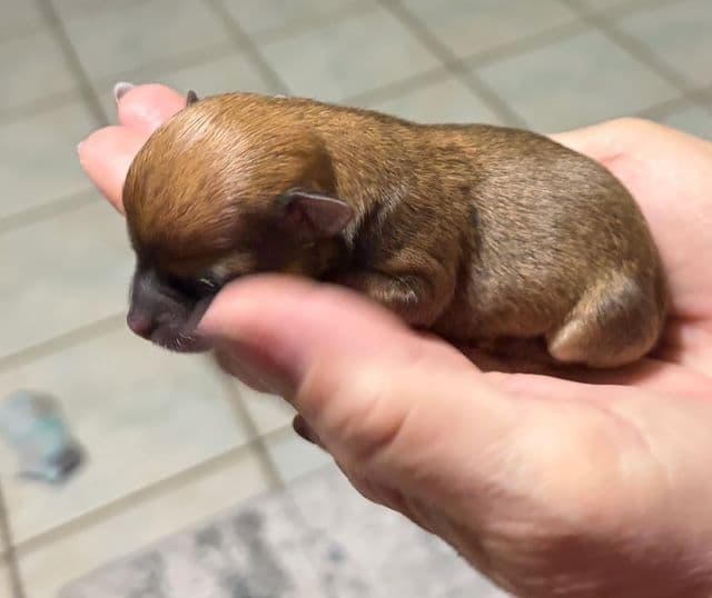 Chihuahua Puppies media 10