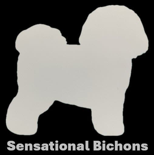 Beautiful Grand Champion Puppies from Sensational Bichons breeder image 1