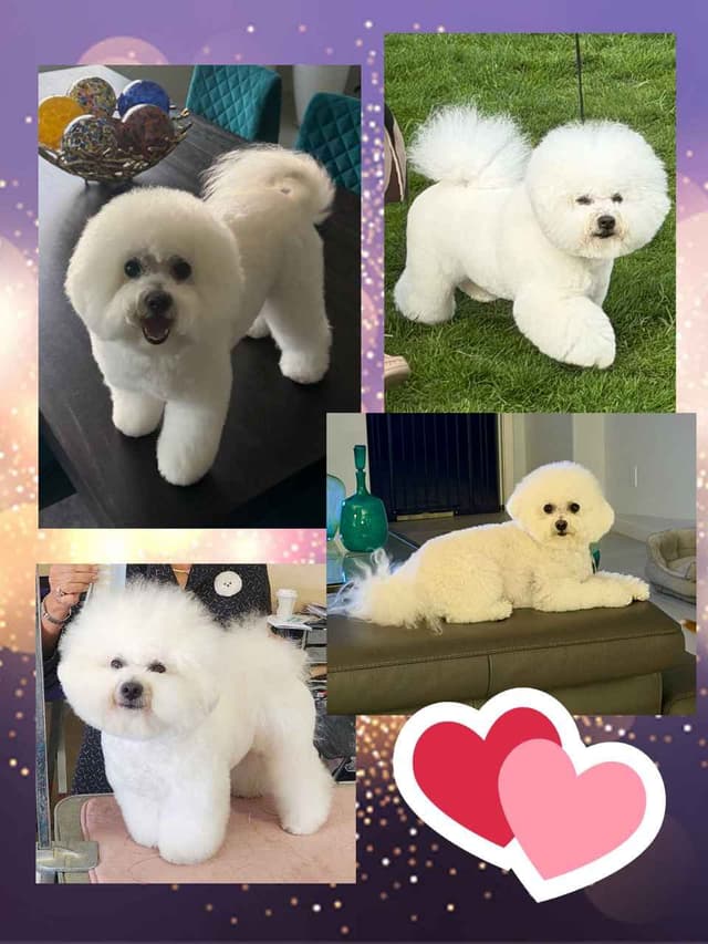 Beautiful Grand Champion Puppies from Sensational Bichons media 2