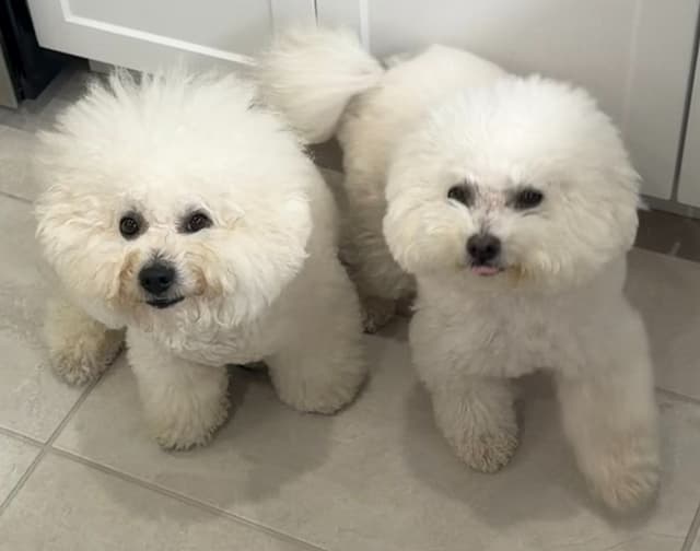 Beautiful Grand Champion Puppies from Sensational Bichons media 3