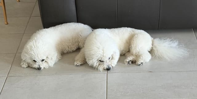 Beautiful Grand Champion Puppies from Sensational Bichons media 4