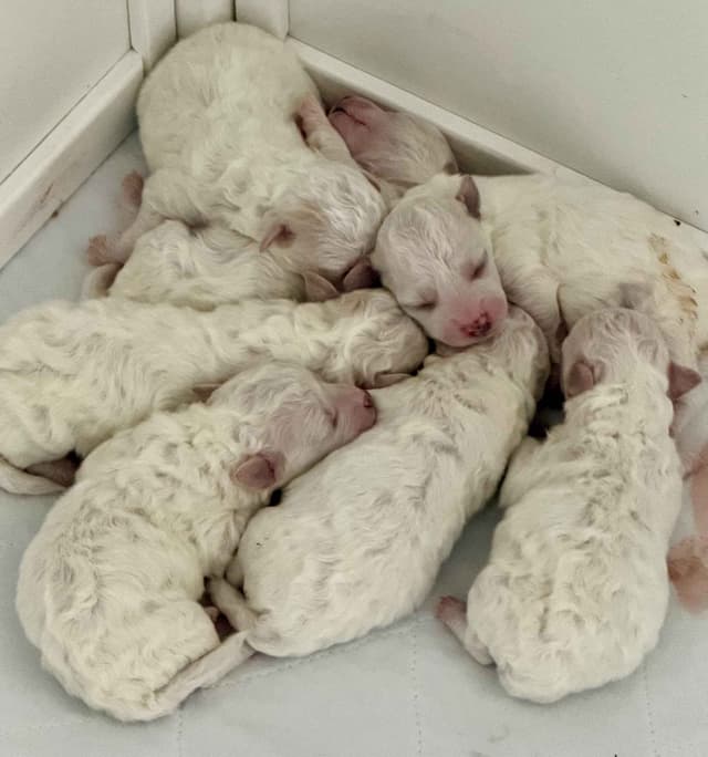 Beautiful Grand Champion Puppies from Sensational Bichons media 5