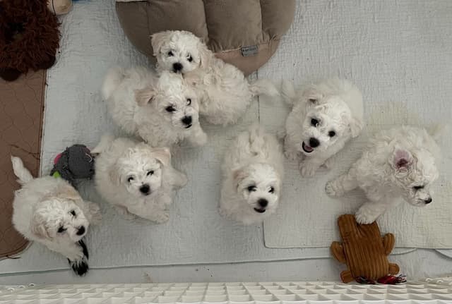 Beautiful Grand Champion Puppies from Sensational Bichons media 9