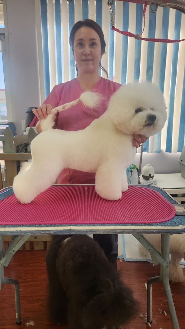 Beautiful Grand Champion Puppies from Sensational Bichons media 7