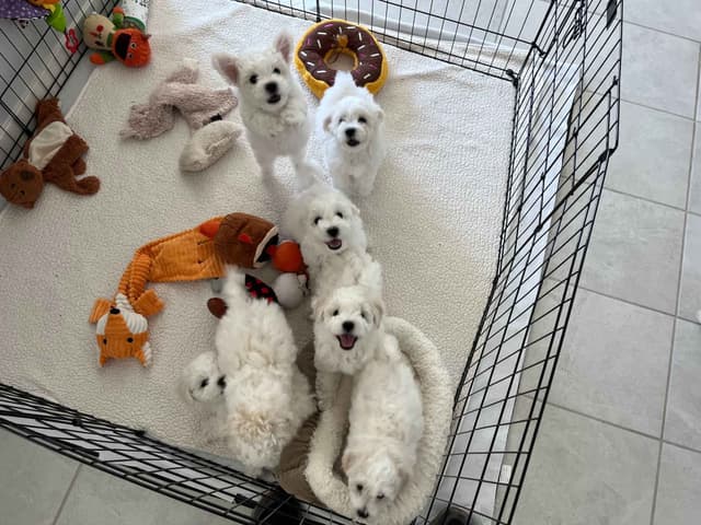 Beautiful Grand Champion Puppies from Sensational Bichons media 10