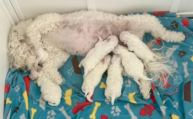 Beautiful Grand Champion Puppies from Sensational Bichons media 6