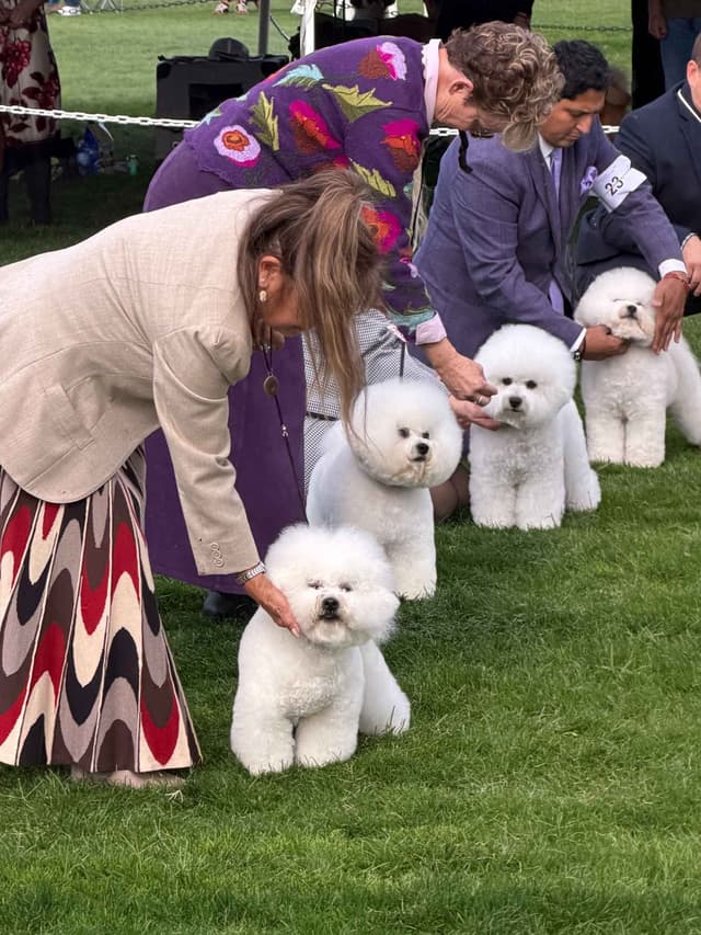 Beautiful Grand Champion Puppies from Sensational Bichons media 11