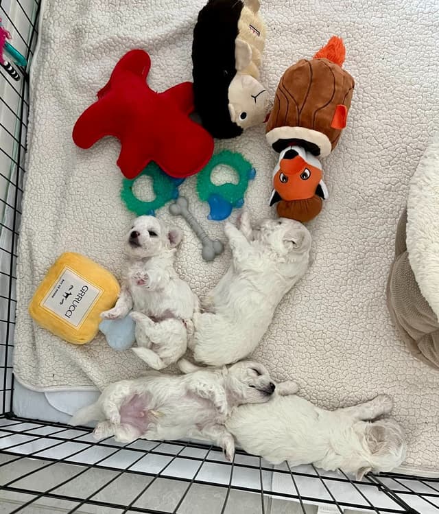 Beautiful Grand Champion Puppies from Sensational Bichons media 8
