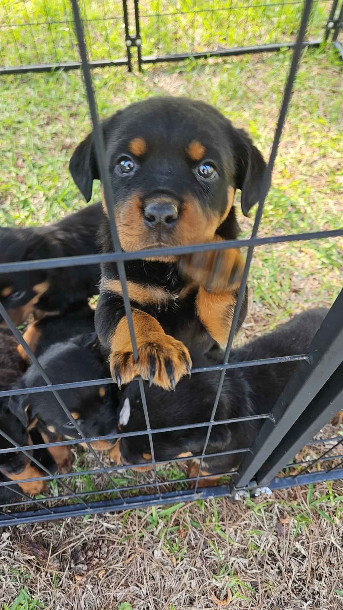 Rottweiler Puppies breeder image 2