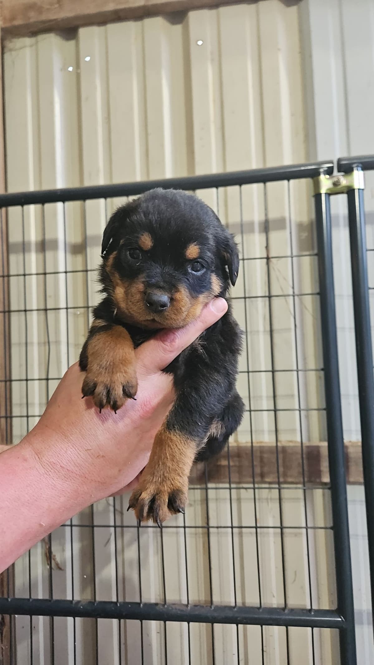Rottweiler Puppies breeder image 3