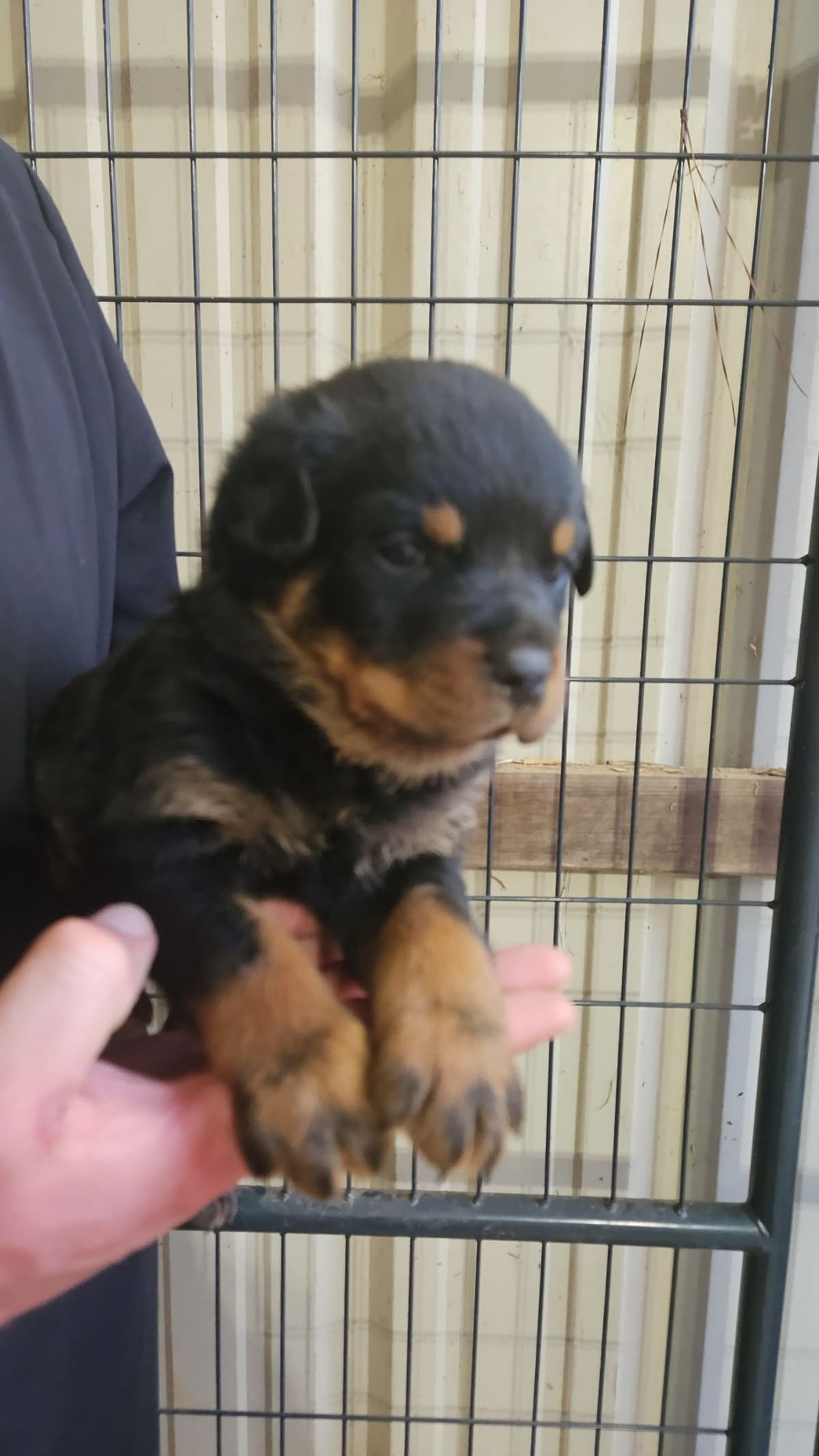 Rottweiler Puppies breeder image 5