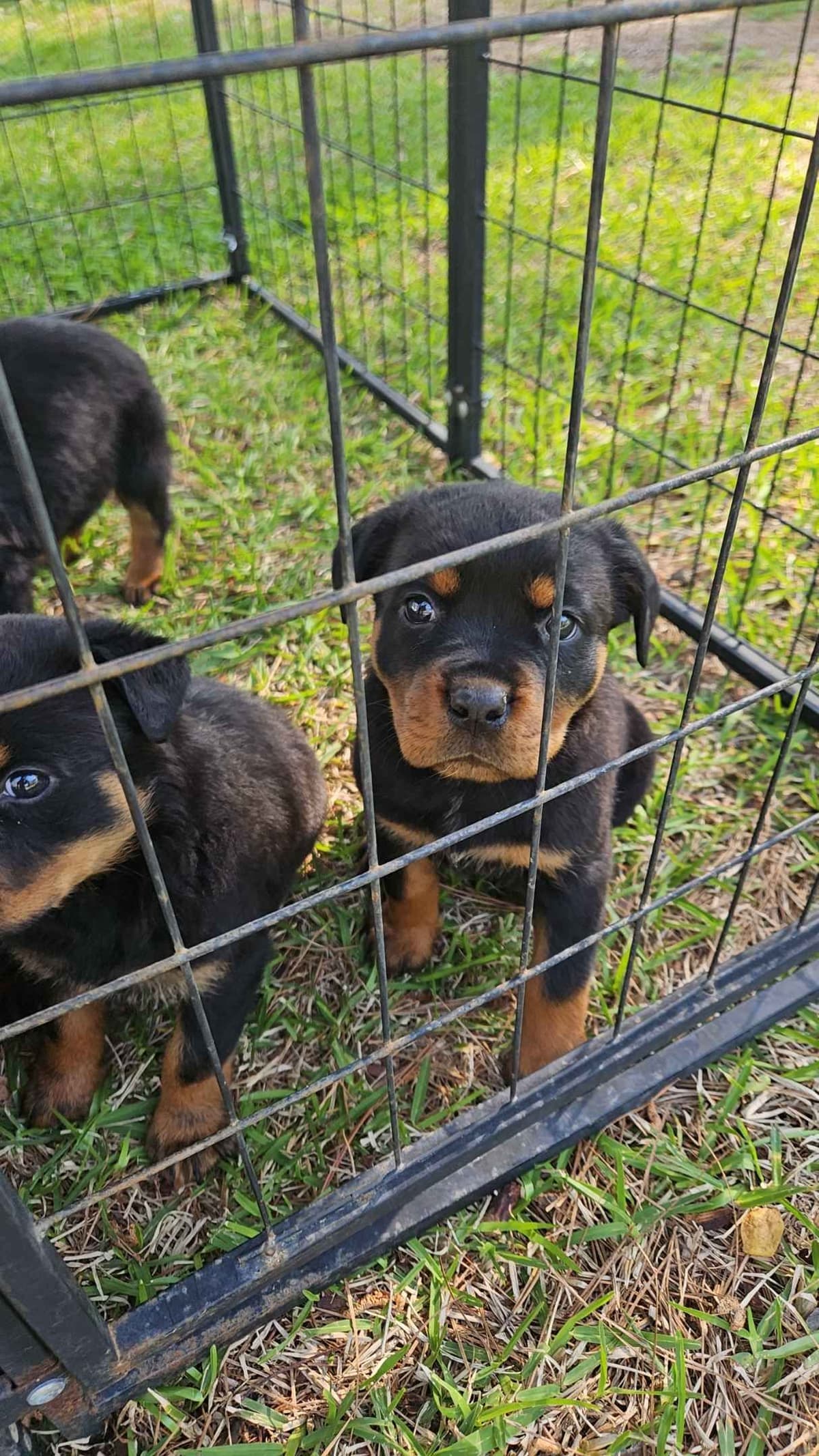 Rottweiler Puppies breeder image 6