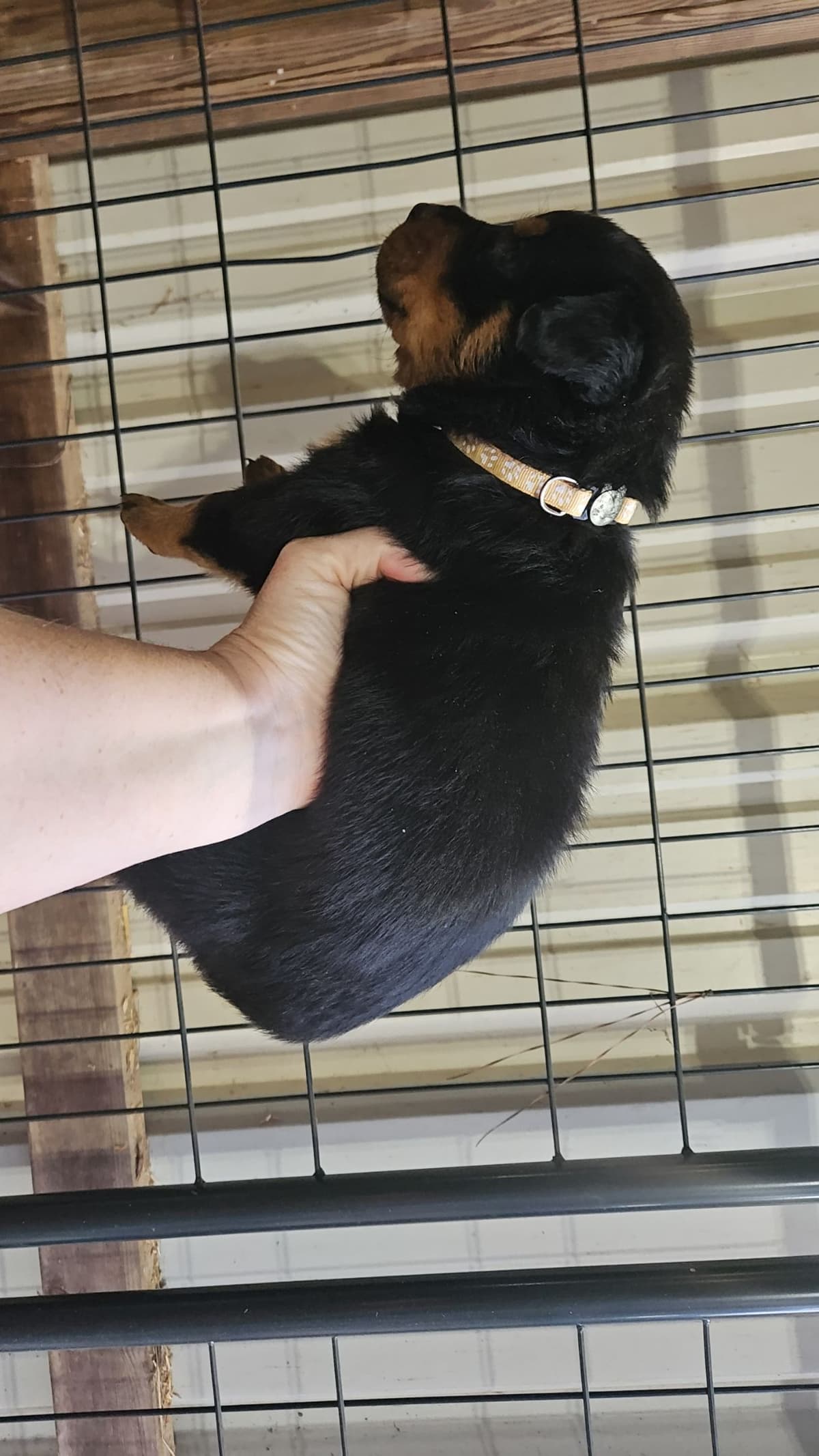 Rottweiler Puppies breeder image 7