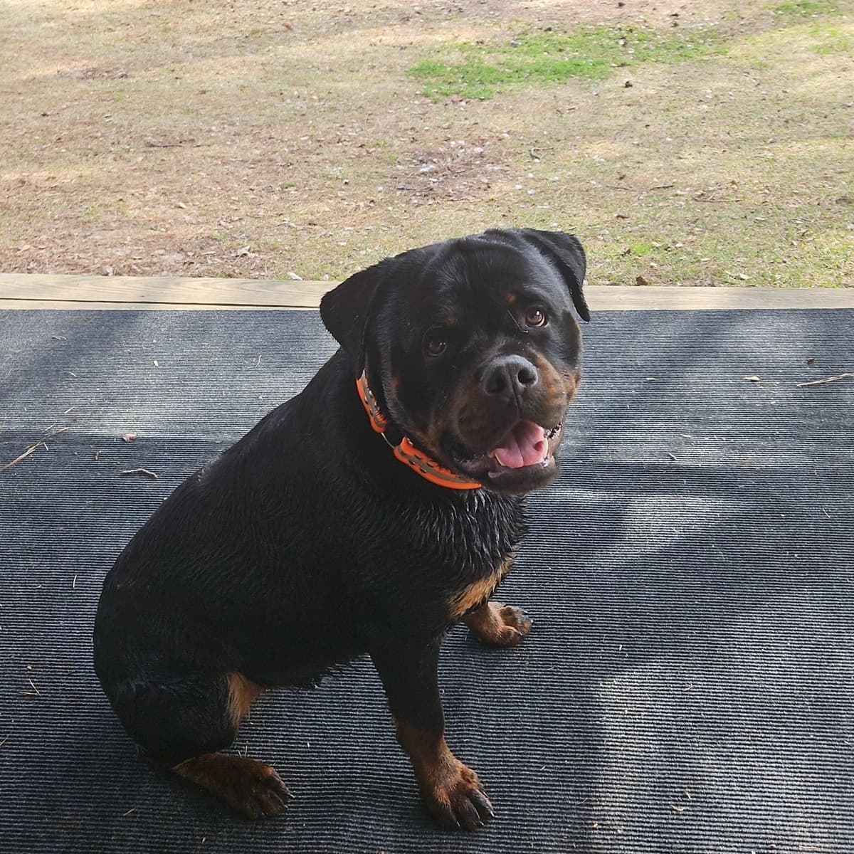 Rottweiler Puppies breeder image 8