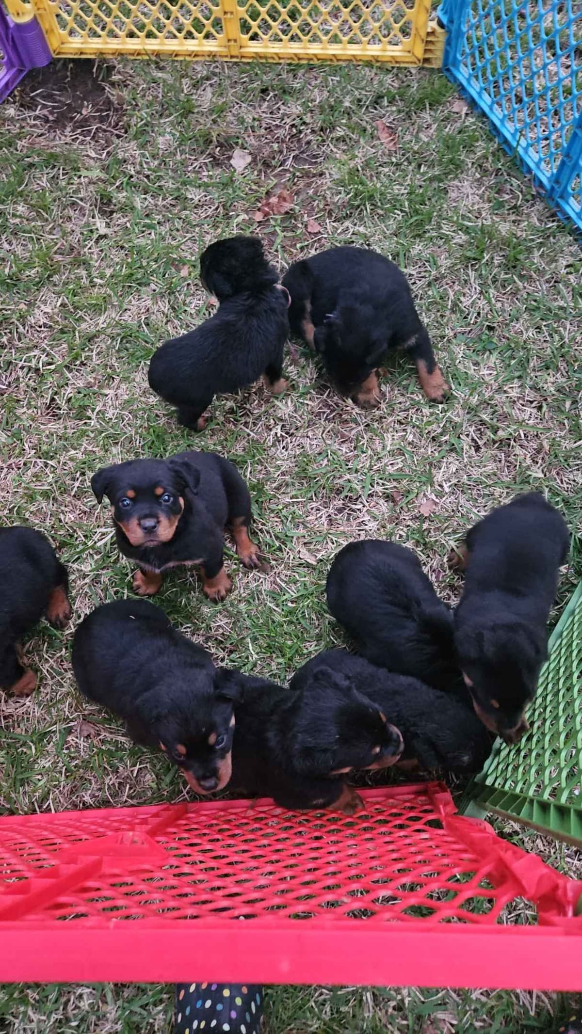 Rottweiler Puppies breeder image 14