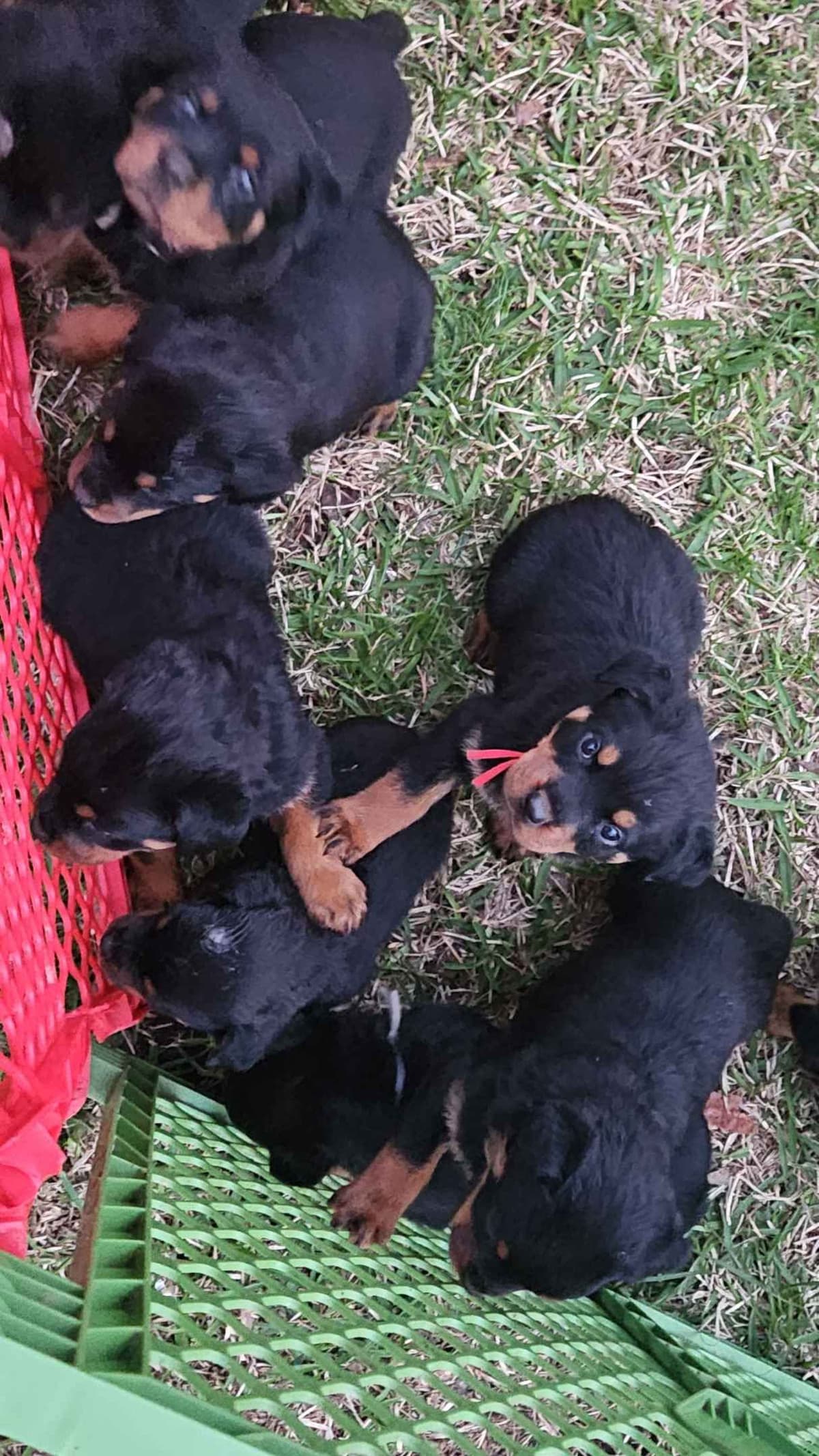 Rottweiler Puppies breeder image 15