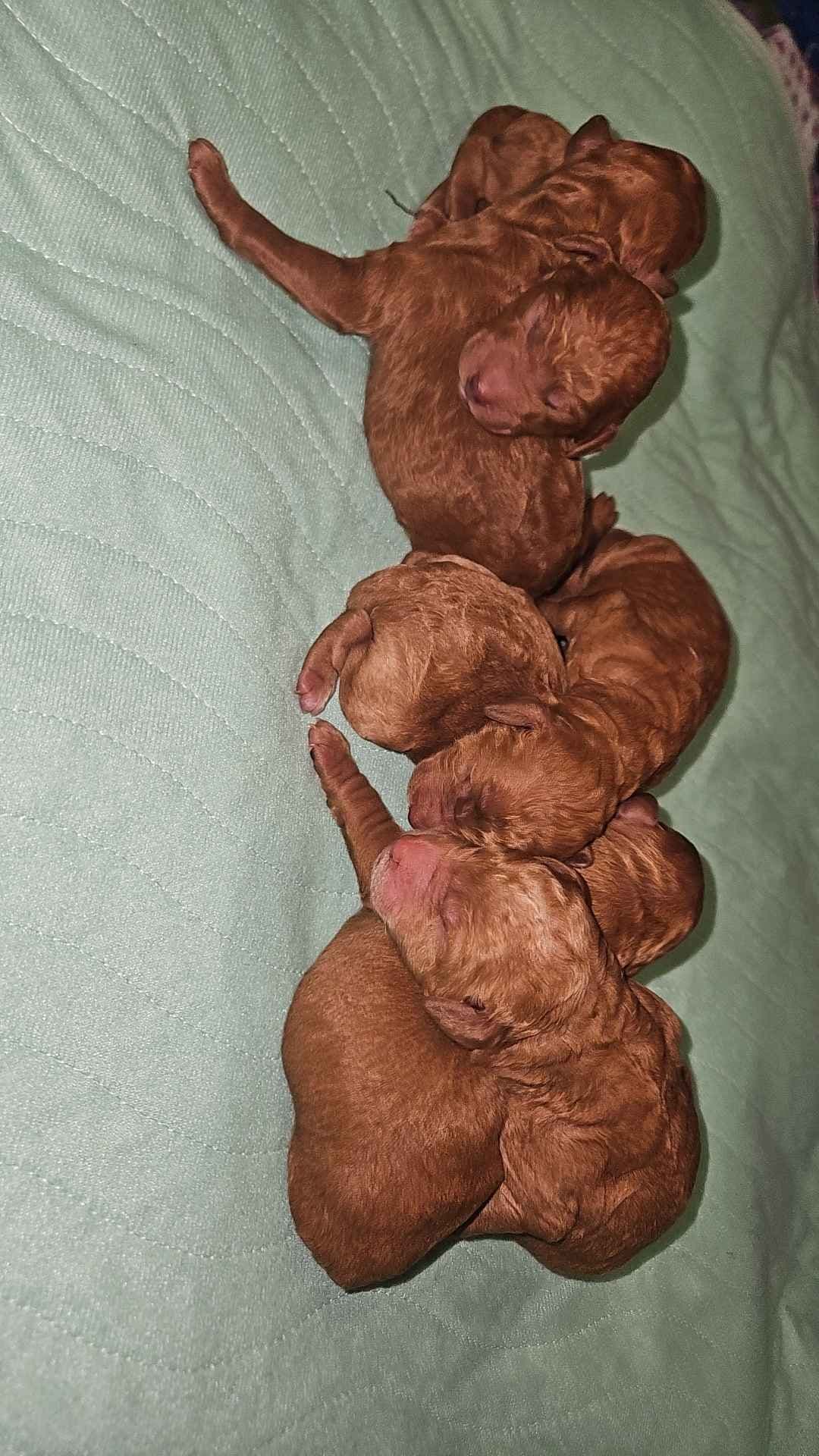 Rottweiler Puppies breeder image 16