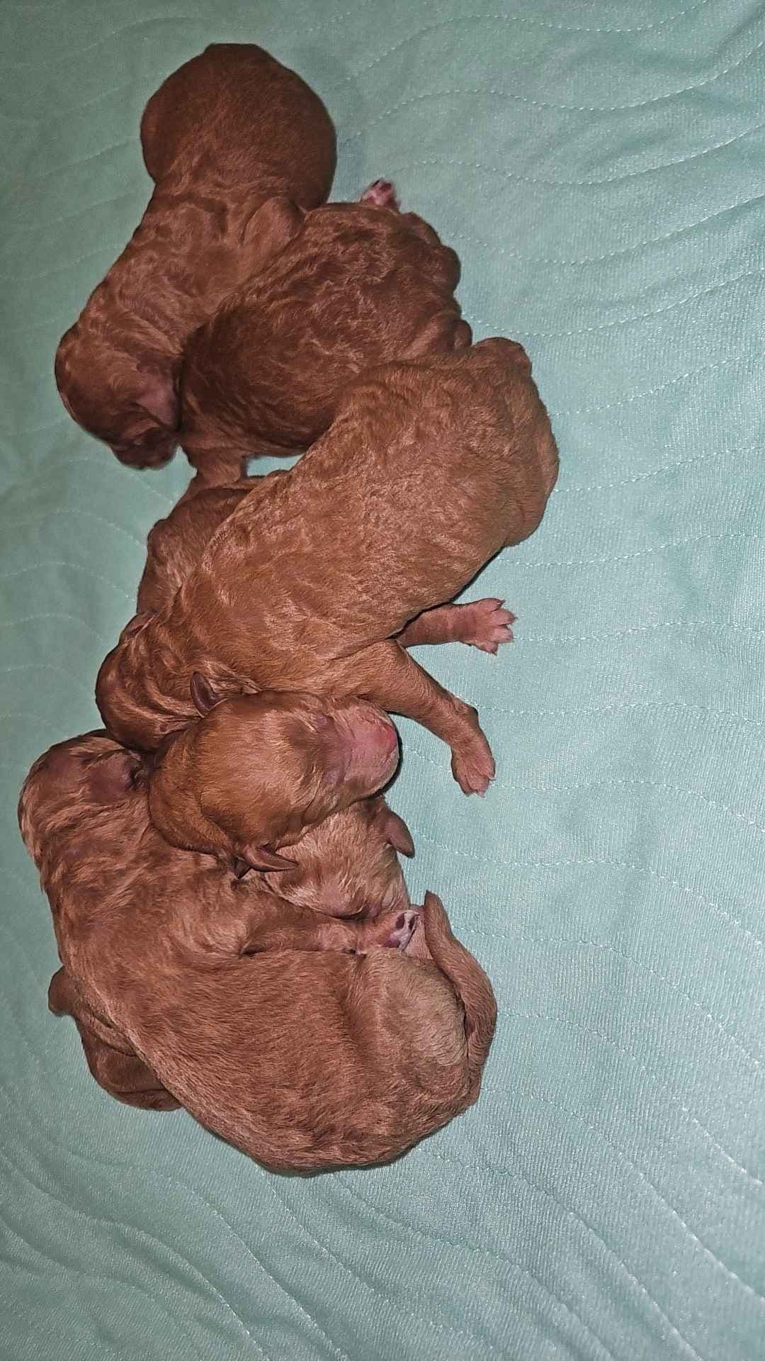 Rottweiler Puppies breeder image 17