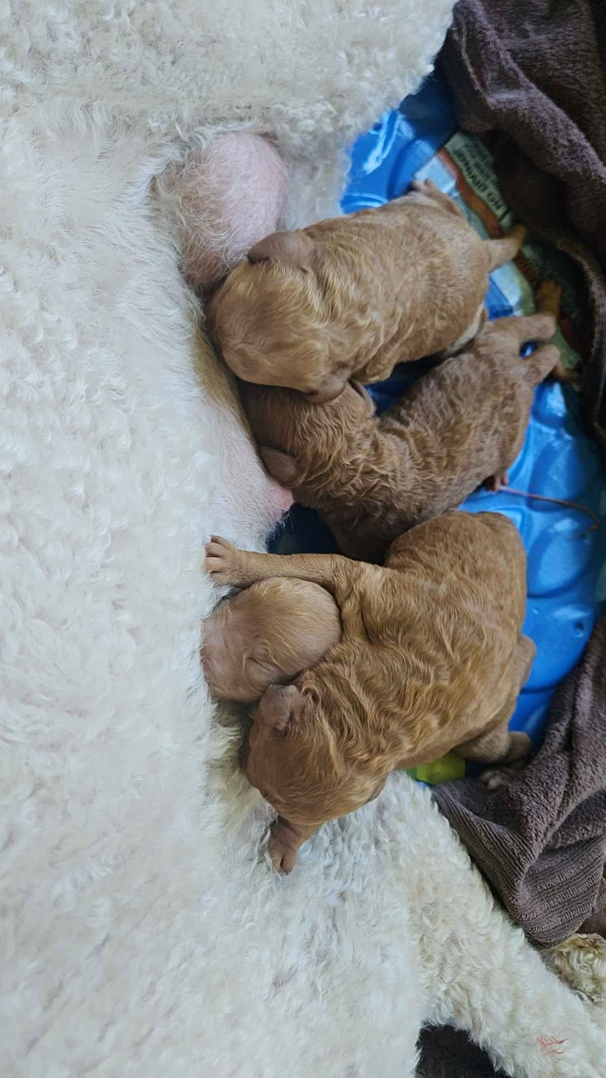 Rottweiler Puppies breeder image 19