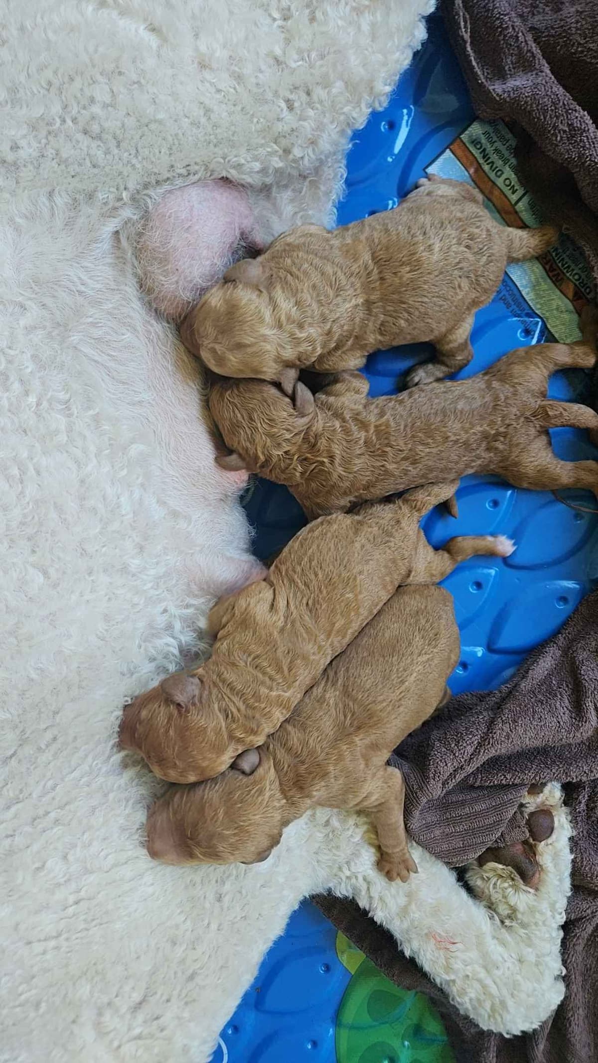Rottweiler Puppies breeder image 22