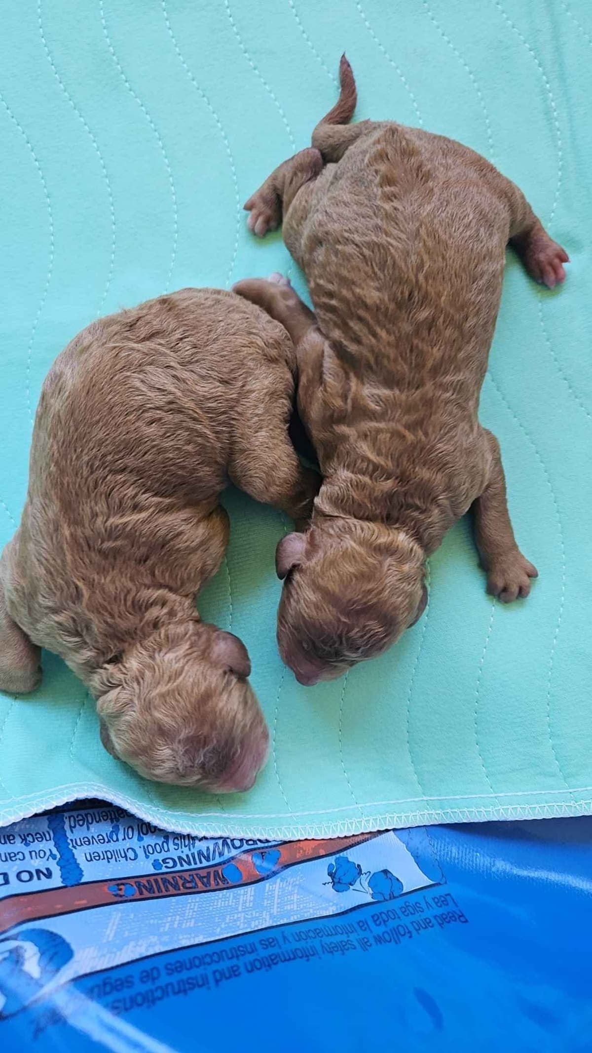 Rottweiler Puppies breeder image 23