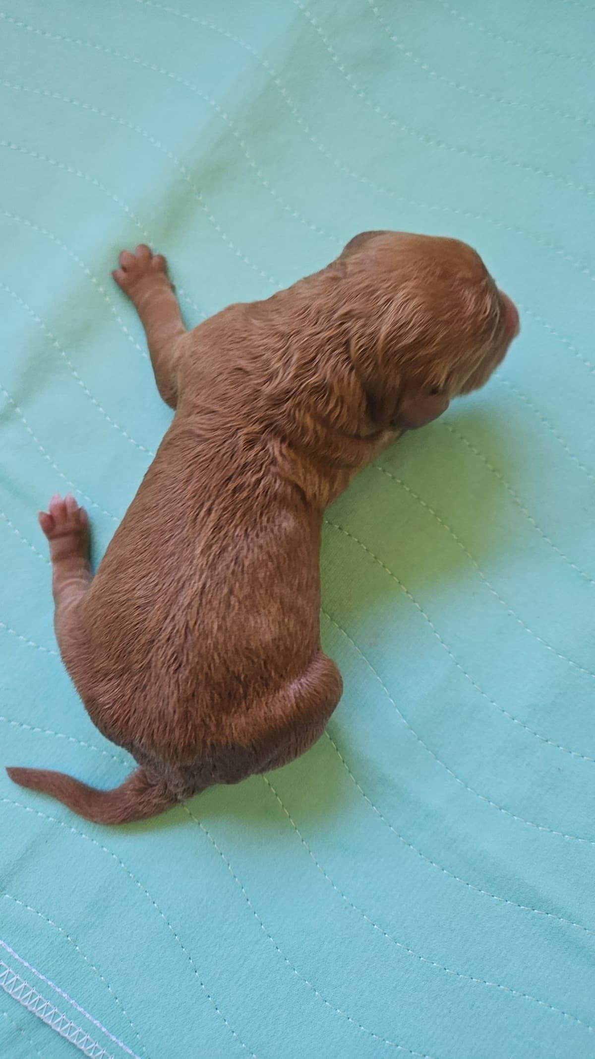 Rottweiler Puppies breeder image 24
