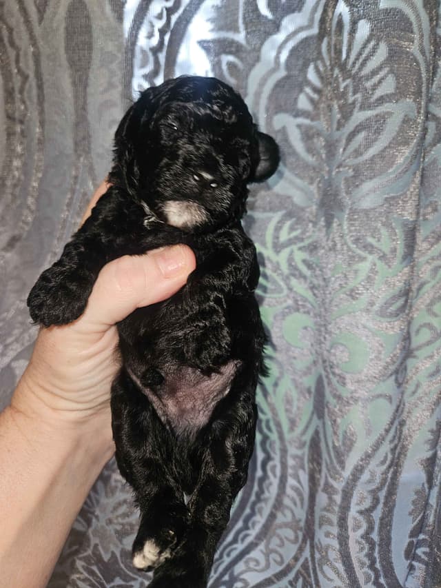 Poodle Puppies media 4