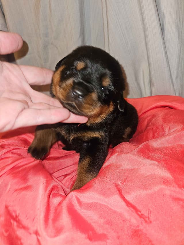 Rottweiler Puppies media 2