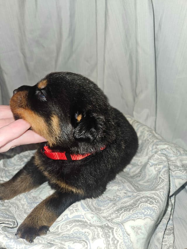 Rottweiler Puppies media 3