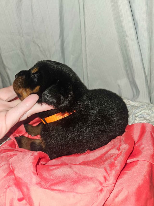 Rottweiler Puppies media 4