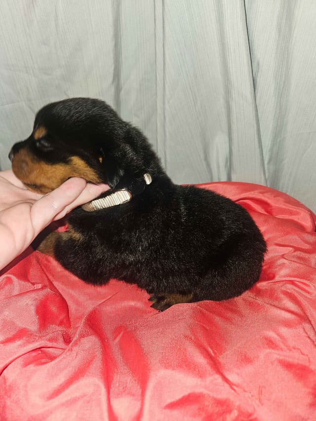 Rottweiler Puppies media 5