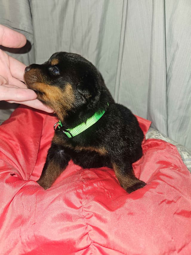 Rottweiler Puppies media 6