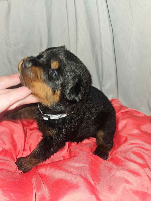 Rottweiler Puppies media 7