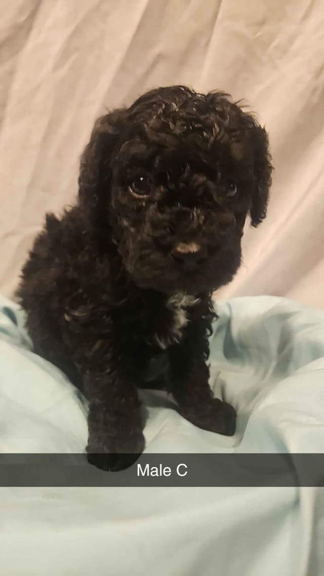 Poodle Puppies media 3