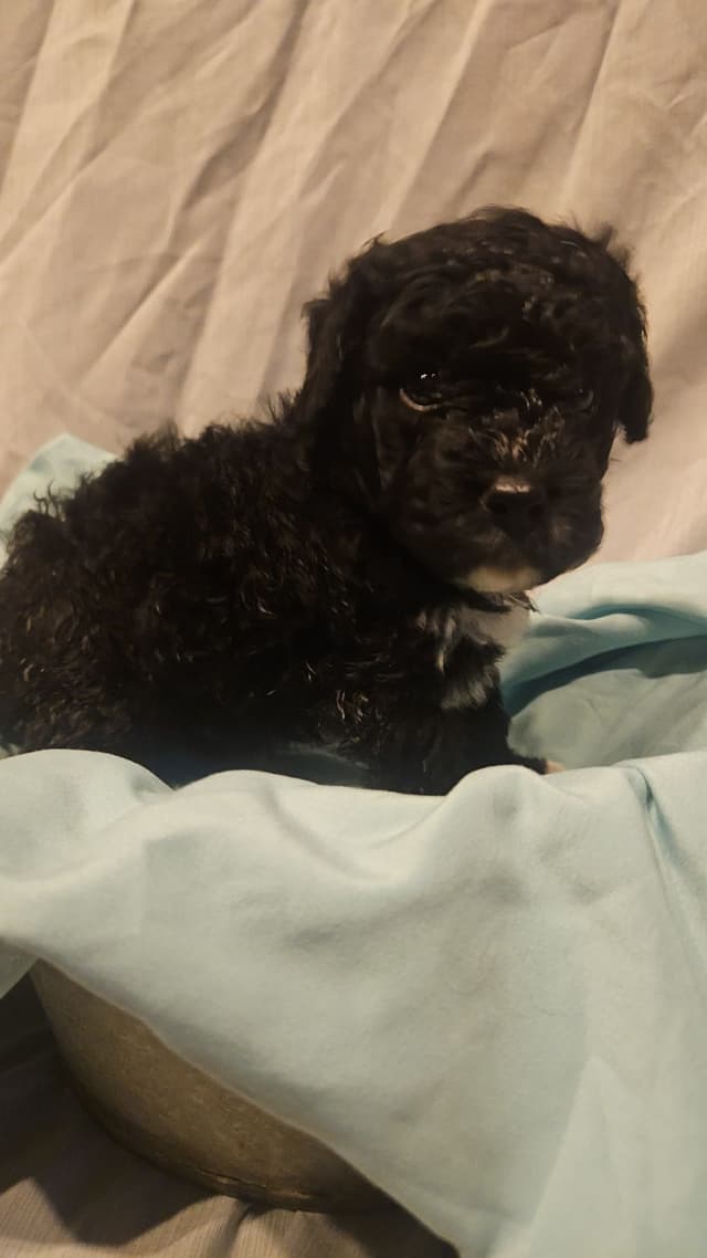 Poodle Puppies media 5