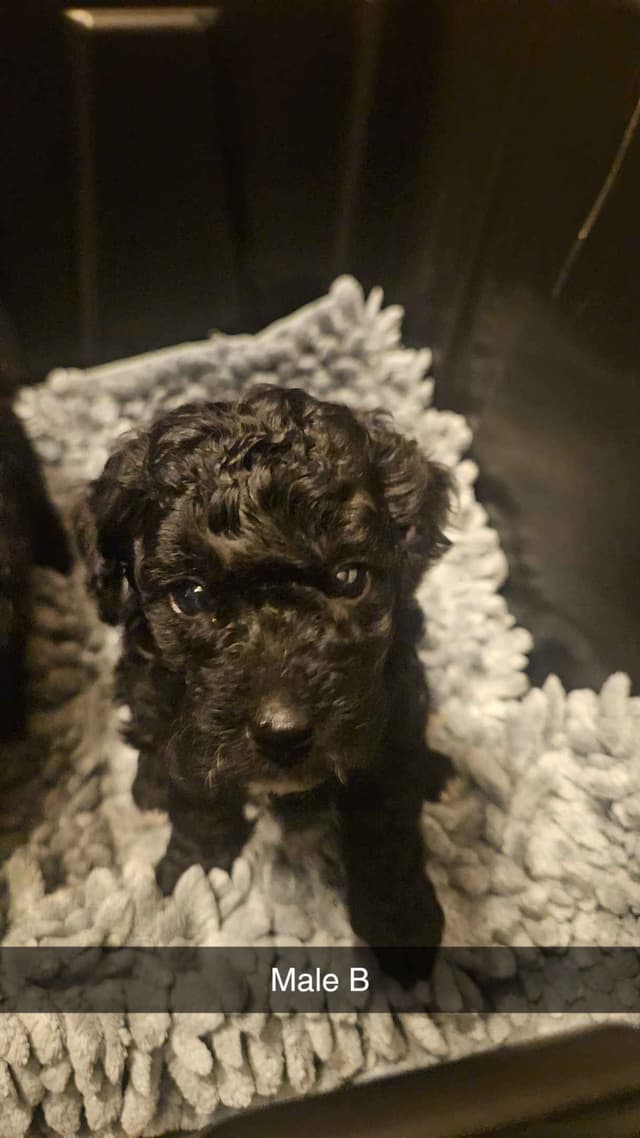 Poodle Puppies media 8