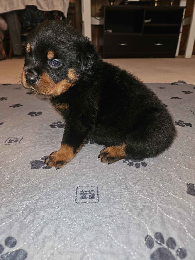 Rottweiler Puppies media 8