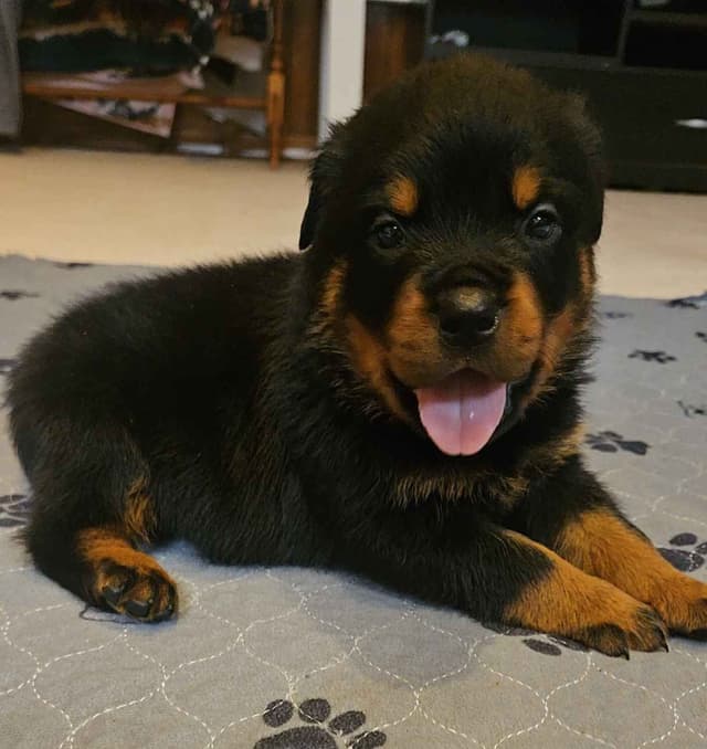 Rottweiler Puppies media 9